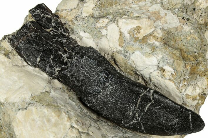 Camarasaurus Tooth with Partial Root in Situ - Bone Cabin Quarry #356969
